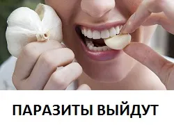 Симптомите на глисти при котките Симптомите на глисти при котките