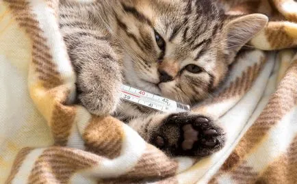 Симптомите на глисти при котките Симптомите на глисти при котките