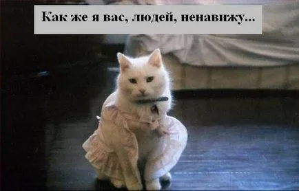 Котки с котки надписи