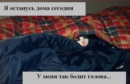 Котки с котки надписи