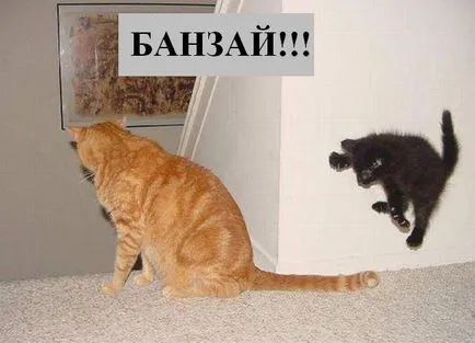 Котки с котки надписи