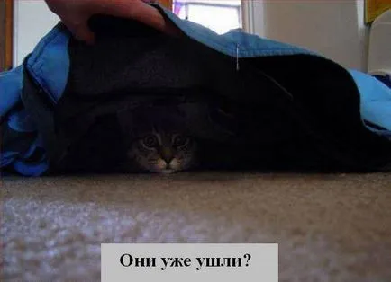 Котки с котки надписи