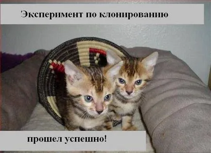 Котки с котки надписи
