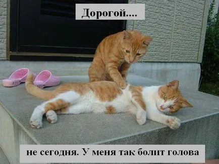 Котки с котки надписи