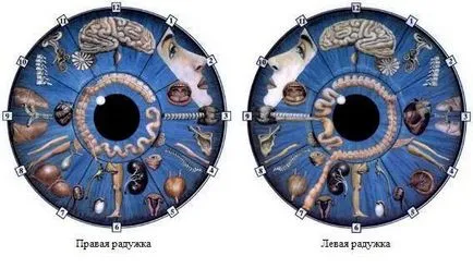 Какво е ирис