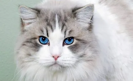 Какви са имената на котки породи