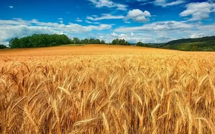 Как да расте пшеница Как да расте пшеница