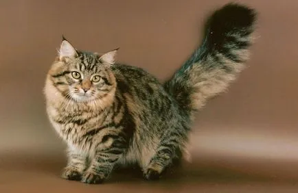Какви са имената на котки породи