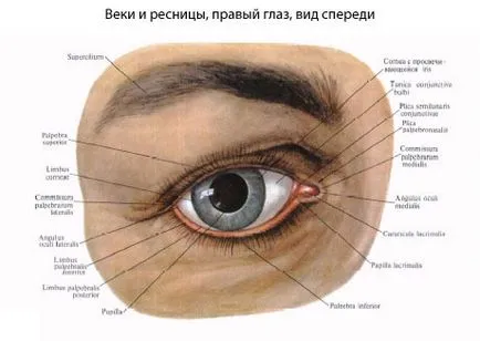 Какво е ирис