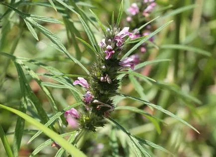 Как да се даде на детето си motherwort