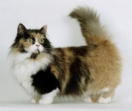 Какви са имената на котки породи