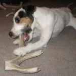 Horn Dog