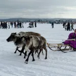 Horn Dog