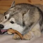 Horn Dog