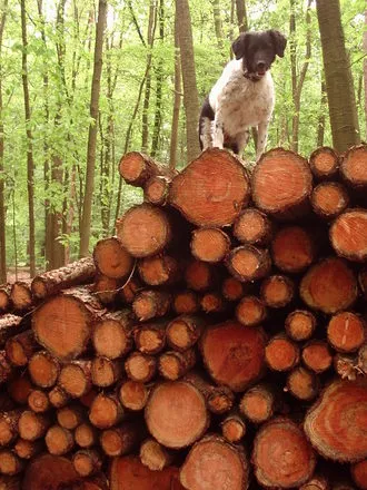куче улов