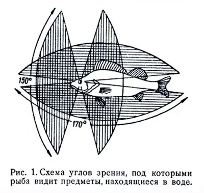 С помощта на това, което риба