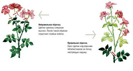Как да се разпространяват в стаята роза