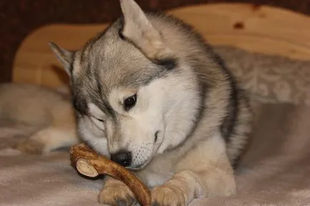 Horn Dog