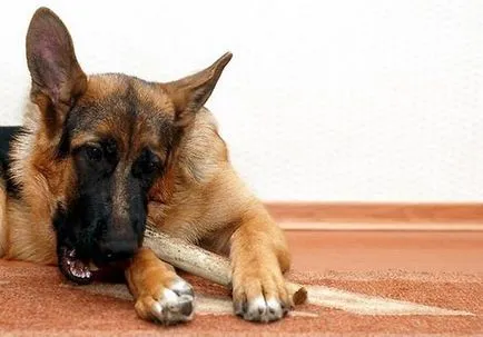 Horn Dog