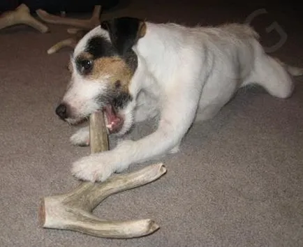Horn Dog