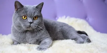 Какви са имената на котки породи