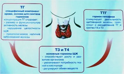 Как да премине тестовете на щитовидната жлеза