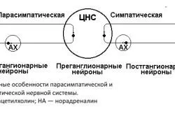 Симпатиковата нервна система е това, което е