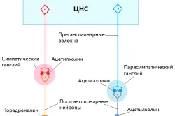 Симпатиковата нервна система е това, което е