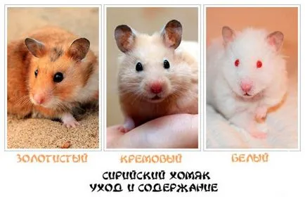 Сирийски хамстери Захранващите