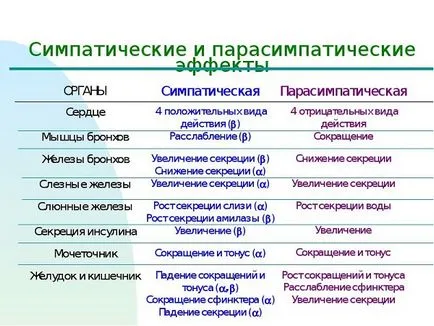 Симпатиковата нервна система е това, което е