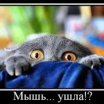 Котки с котки надписи