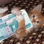 Котки с котки надписи