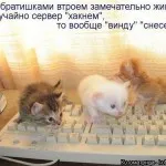 Котки с котки надписи