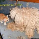 Котки с котки надписи