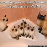 Котки с котки надписи