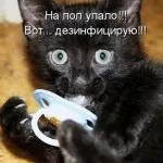 Котки с котки надписи