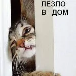 Котки с котки надписи