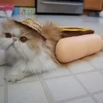 Котки с котки надписи