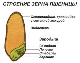 Какво е сочен плод