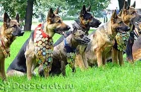 Съдържание на служебни кучета