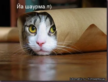 Котки с котки надписи