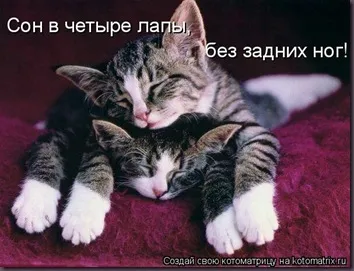 Котки с котки надписи
