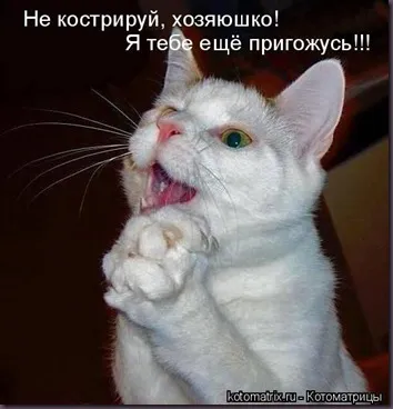 Котки с котки надписи