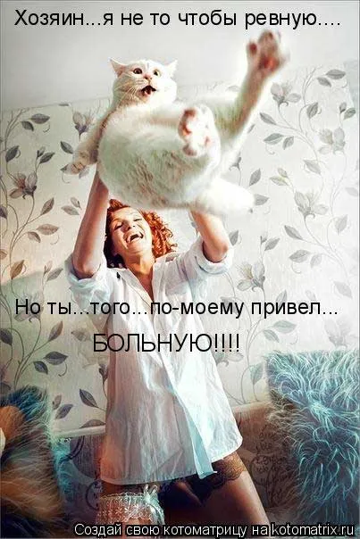 Котки с котки надписи