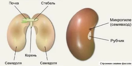 Какво е сочен плод