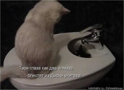 Котки с котки надписи