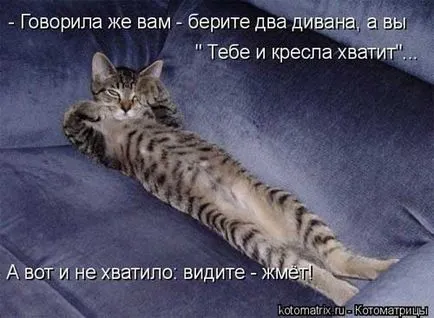 Котки с котки надписи