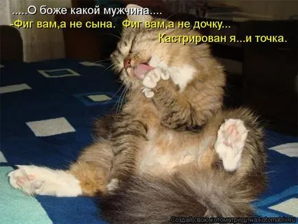 Котки с котки надписи