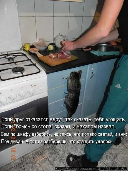Котки с котки надписи