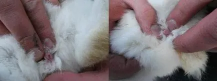 Как да се разграничи Крол